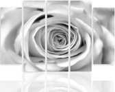 Schilderij , Witte roos , 4 maten , 5 luik , zwart wit , Premium print , XXL