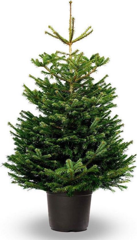 Nordmann Kerstboom Pot - 100cm - Echte Kerstboom - vers van het land - Kleine Kerstboom | bol.com