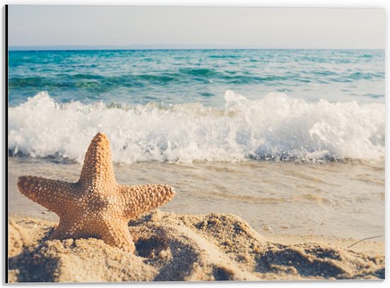 Dibond - Zeester op het Strand met Zee op Achtergrond  - 40x30cm Foto op Aluminium (Wanddecoratie van metaal)