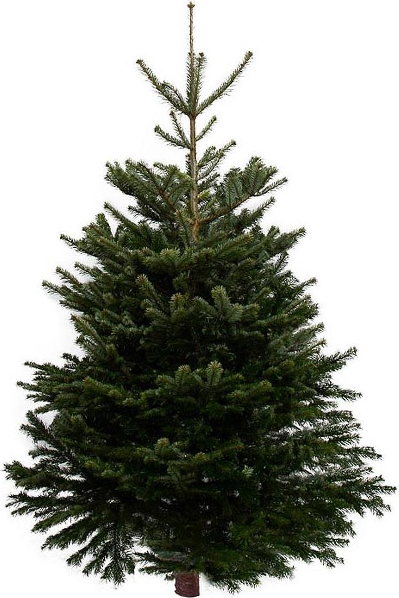 Nordmann Kerstboom gezaagd 150 175cm Echte Kerstboom vers van