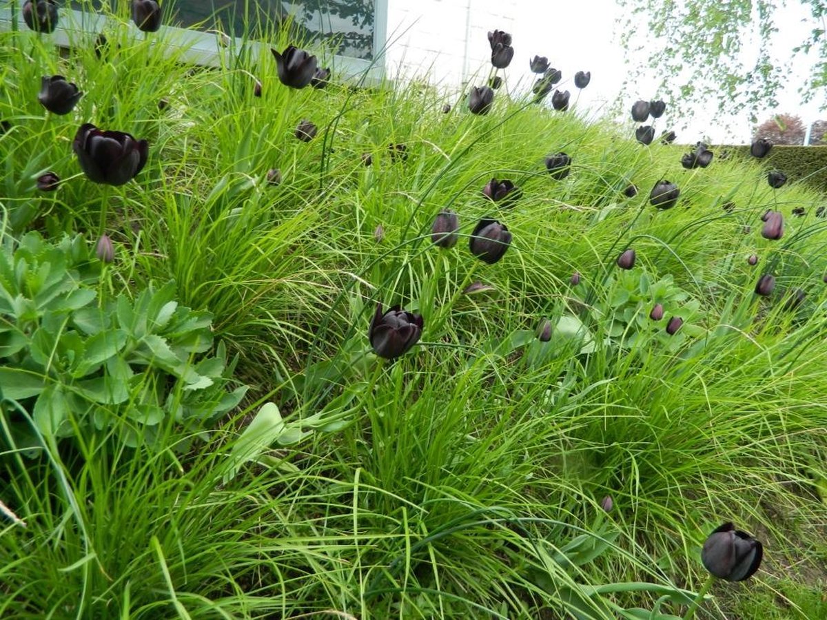 Tulipa Queen of Night bloembol per 25 st, Tulp