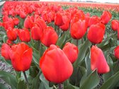 Tulipa / tulp rood (Lalibela) / 15 bloembollen (tulpenbollen) / bollen-bloembol-tuin