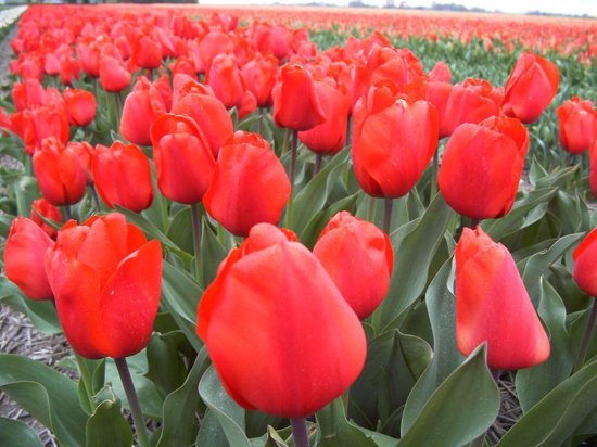 geweten maak het plat betekenis Tulipa / tulp rood (Lalibela) / 50 bloembollen (tulpenbollen) /  bollen-bloembol-tuin | bol.com