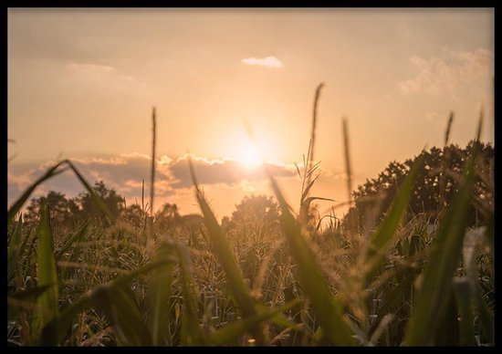 Poster Zonsondergang Maisveld - 30x40 cm Met Fotolijst - Natuur Poster - Ingelijst - WALLLL