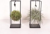 Tillandsia Duo Design - per 2 stuks - LET OP = EXCLUSIEF Luchtplantjes