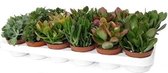 Succulent Crassula mix 10cm↑ Ø8,5cm – 3 stuks