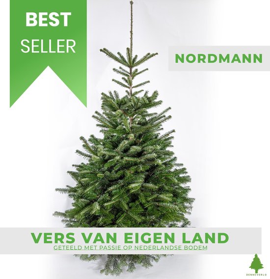 DENNEVERLO - Nordmann Kerstboom gezaagd - 200 tot 225 cm – Duurzaam gekweekt in Nederland – Bijna geen naalduitval – Zachte naalden