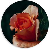 Forex Wandcirkel - Roze/Oranje Roos - 60x60cm Foto op Wandcirkel (met ophangsysteem)