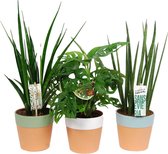 Set van 3 gemixte kamerplanten - Sansevieria en Monstera 'Monkey Leaf' - kamerplant - Gatenplant - in Romy keramiek pot