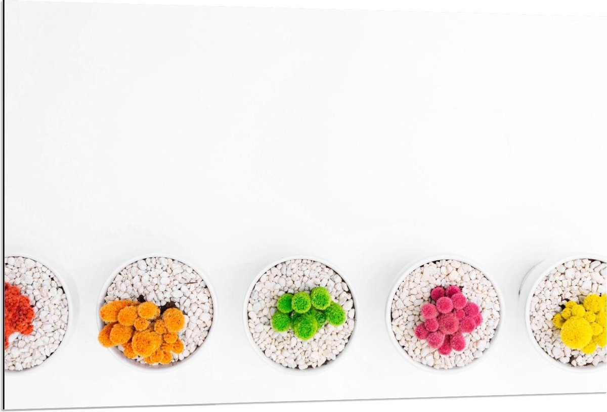 Dibond - Gekleurde Cactuspotjes - 120x80cm Foto op Aluminium (Met Ophangsysteem)