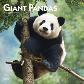 Pandas - Pandabären 2021 - 18-Monatskalender
