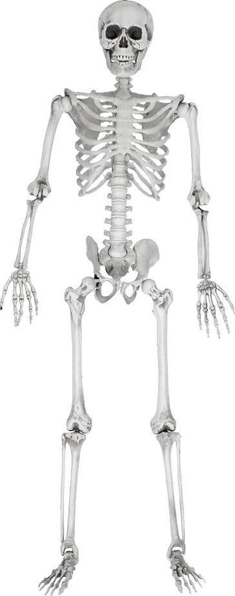 Squelette à taille humaine 160/165 cm – Farfouil en fête