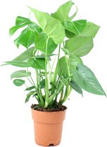 Monstera Deliciosa (Gatenplant) - Hoogte ↕60 cm | in Kwekerspot ⌀17 cm