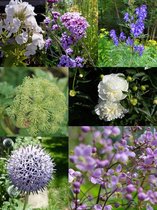 Borderpakket met plukbloemen blauw-wit-paars