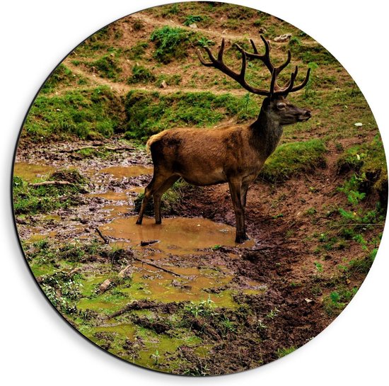 Dibond Wandcirkel - Hert in de natuur - 40x40cm Foto op Aluminium Wandcirkel (met ophangsysteem)