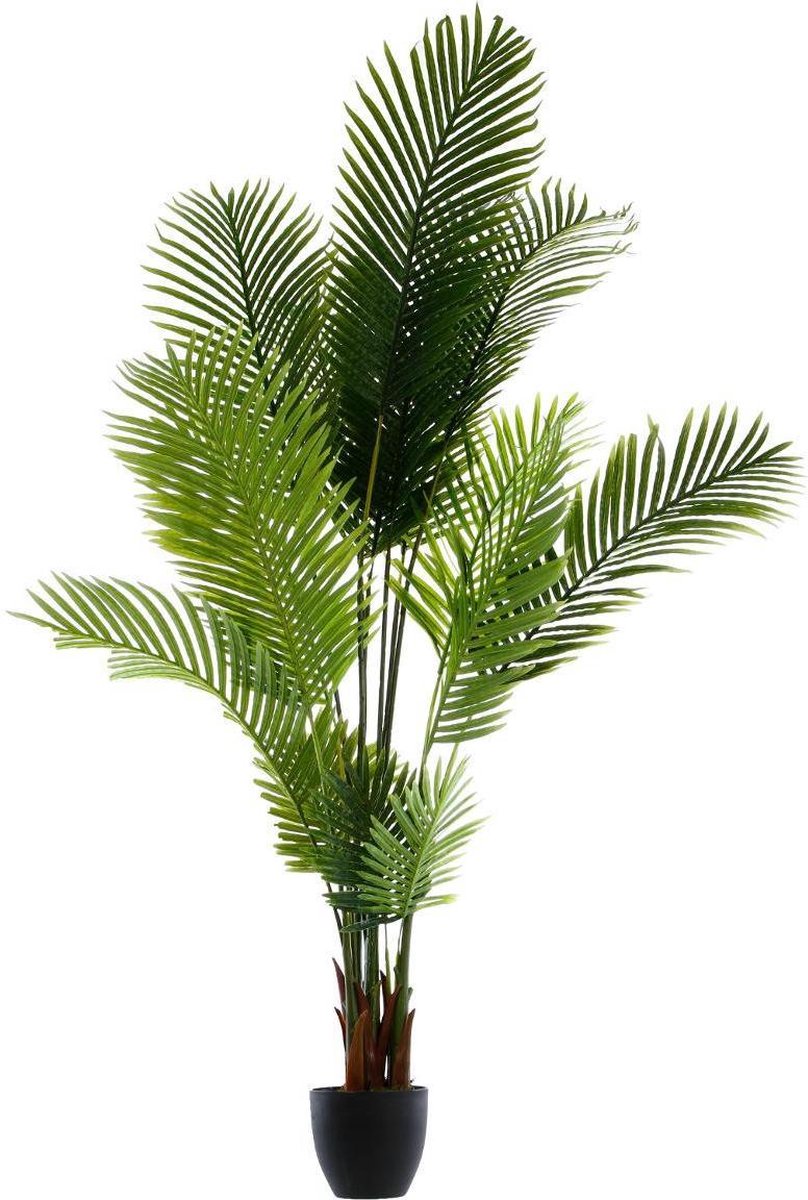 Palmboom - (H)170 cm - Incl. zwarte pot