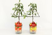 Fruitmix Appels op driehoek rek -  Malus Domestica Jonagold & Golden Delicious - hoogte 60 / 70 cm