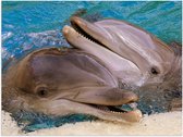 Poster – Mooie Dolfijnen in het Water - 40x30cm Foto op Posterpapier