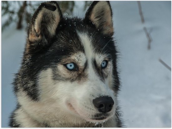 Bol Com Poster Husky In De Sneeuw Lichte Ogen 40x30cm Foto Op Posterpapier