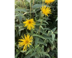6 x Helianthus tuberosus Aardpeer (Zonnebloem) in 9x9cm pot