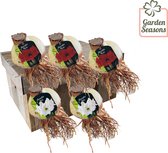 Amaryllis special rood en wit 5 grote amaryllissen Maat 32/34  | Bloembollen | Blumenzwiebeln | Flowerbulbs| Cadeau | Bloemen | Kerst