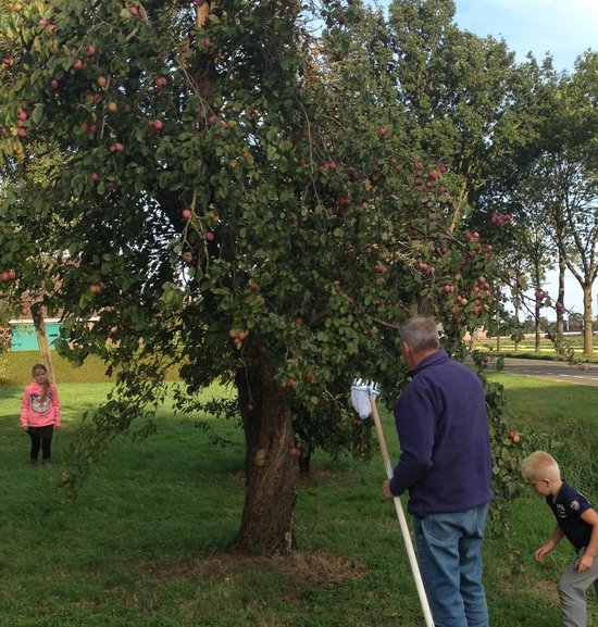 Talen Tools - Fruitplukker - Vruchtenplukker - Zonder steel van Merkloos	 — afbeelding 3