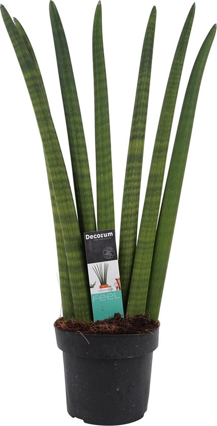 Sansevieria Cylindrica - Hoogte 35cm Potmaat 12 - Bektas Plants