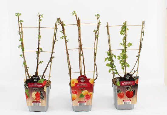 Plant In A Box - Rubus 'merton Thornless' Bramenplant X3 - Hoogte 25-40cm