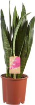 Hellogreen Kamerplant - Sanseveria Vrouwentong Zeylanica - ↕ 50 cm