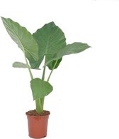 Hellogreen Kamerplant - Alocasia Macrorrhiza - Olifantsoor - ↕ 60 cm