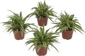 Set van 4 Kamerplanten - Graslelie - Chlorophytum Ocean - 20 cm