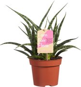 Hellogreen Kamerplant - Sanseveria Vrouwentong Fernwood Punk - 30 cm