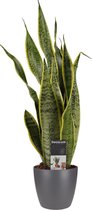 Hellogreen Kamerplant - Sansevieria Vrouwentong Laurentii XL - 55 cm - Elho B.For Soft antraciet
