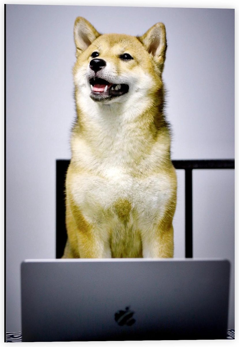 Dibond - Werkende Hond achter achter Laptop - 40x60cm Foto op Aluminium (Met Ophangsysteem)