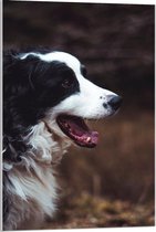 Acrylglas - Zwart/Witte Hond - 60x90cm Foto op Acrylglas (Met Ophangsysteem)