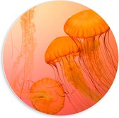 Forex Wandcirkel - Kwallen op Oranje Achtergrond  - 60x60cm Foto op Wandcirkel (met ophangsysteem)