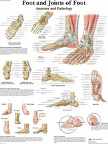 Het menselijk lichaam - anatomie poster voet (50x67 cm) + ophangsysteem
