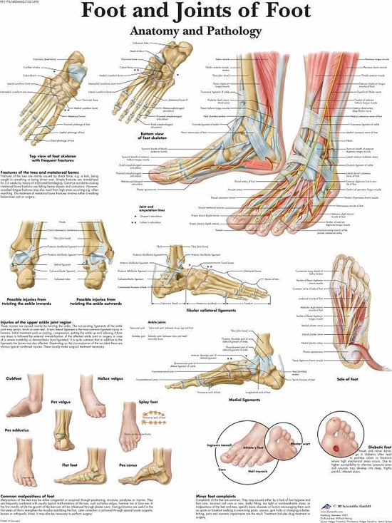 Het menselijk lichaam - anatomie poster voet (50x67 cm) + ophangsysteem