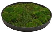 Mosschilderij Julia ø 40 cm plat- & bolmos vulcano