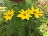 6 x Coreopsis verticillata 'Moonbeam' - Meisjesogen - P9 Pot (9 x 9 cm) - Dima Vaste Planten