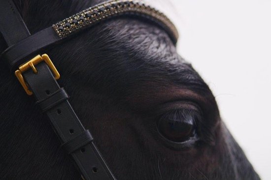 Frontriemen voor jouw paard of pony | Bestel online