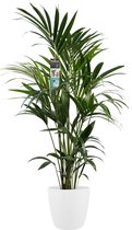 Kamerplant van Botanicly – Kentiapalm  incl. sierpot wit als set – Hoogte: 120 cm – Howea forsteriana Kentia