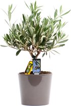 Kamerplant van Botanicly – Olijf boom – Hoogte: 40 cm – Olea europeae