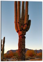 Dibond - Cactussen met Zon - 40x60cm Foto op Aluminium (Met Ophangsysteem)