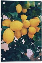 Tuinposter – Gele Citroenen Tros - 40x60cm Foto op Tuinposter  (wanddecoratie voor buiten en binnen)