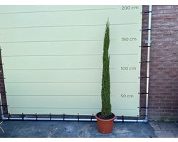 ITALIAANSE CIPRES TOTEM 160CM