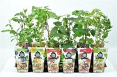 Mini Fruitplanten mix - set van 8 verschillende soorten fruit - hoogte 30-40 cm