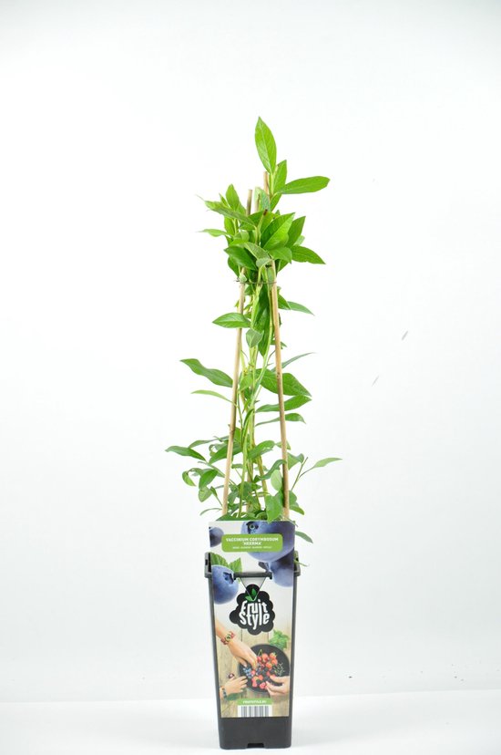 Een smalle blauwe bes plant die omhoog groeit langs bamboe stokken. De pot draagt het 'Fruit Style' label met blauwe bessen erop.