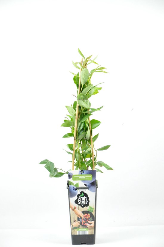 Een jonge blauwe bes plant met groene bladeren en een bamboe ondersteuning. De pot heeft een label met de tekst 'Fruit Style' en afbeeldingen van blauwe bessen.