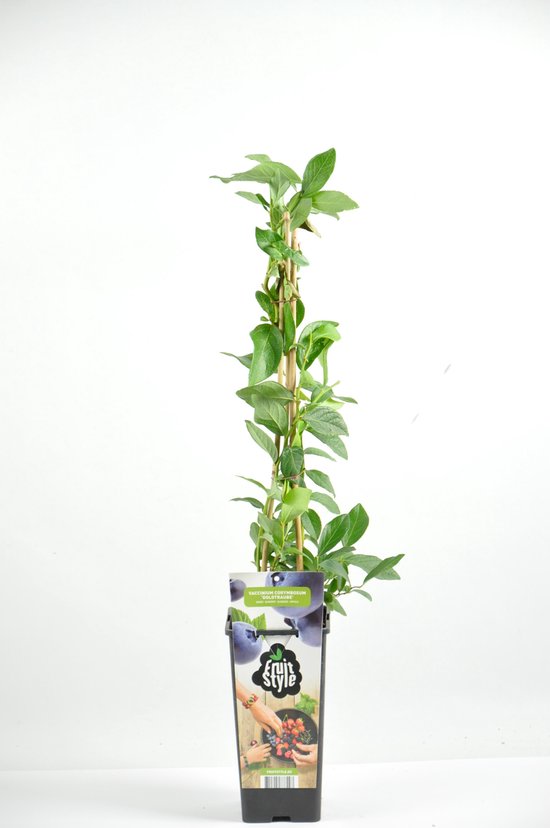Jonge blauwe bes plant met groene bladeren, opgebonden met bamboe. De pot heeft een 'Fruit Style' label met afbeeldingen van rijpe blauwe bessen.